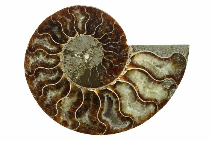 Cut & Polished Ammonite Fossil (Half) - Madagascar #354133